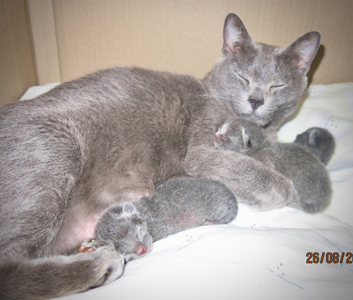 Dixie and her newborn kittens